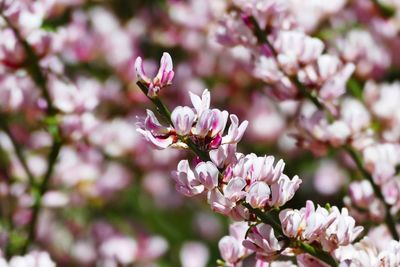 Close-up of pink cherry blossoms