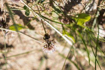 Bee pollinating on flower