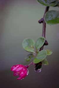 Close-up of pink flowers