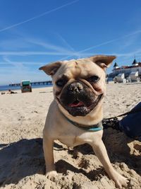 Portrait of dog on beach