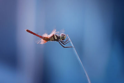 Close-up of insect on plant