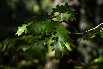 Close-up of green leaves