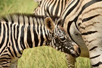 animal