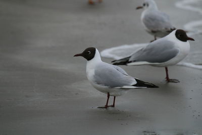 bird