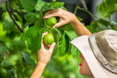 Close-up of hand holding lemon