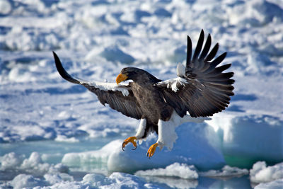 Close-up of eagle flying in winter