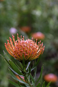 Close-up of red flower against blurred background