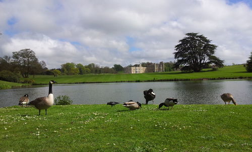 Ducks on grass by lake against sky