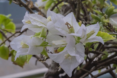 Close-up of white cherry blossom