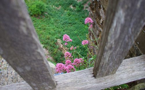 Close-up of pink flowering plants by tree trunk