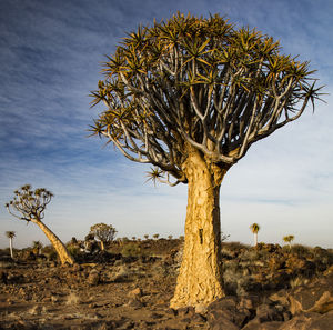 Dead tree on landscape against sky