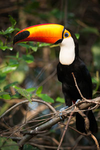 Close-up of toucan perching on branch