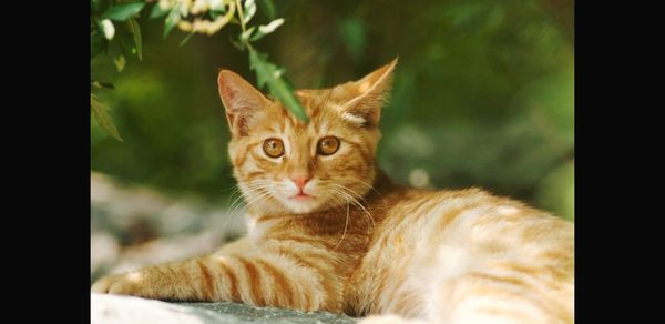 Close-up portrait of a cat