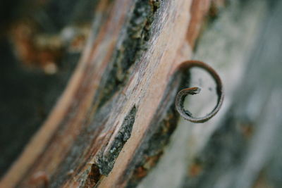 Close-up of rusty metal