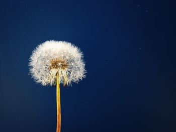 Close-up of dandelion against colored background