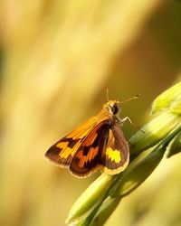 Close-up of butterfly pollinating on flower