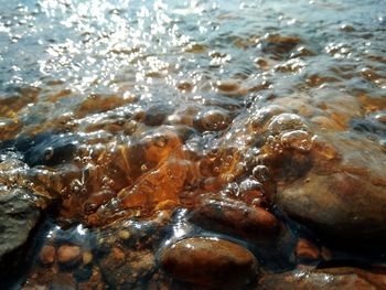 Close-up of jellyfish swimming in sea