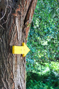 Close-up of sign on tree trunk