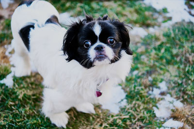 Six months old female pekingese puppy.