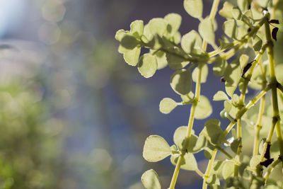 Close-up of fresh green plant