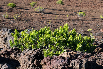 High angle view of plants growing on rock