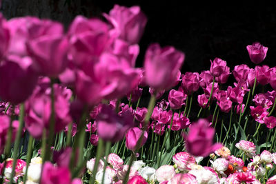 Close-up of pink flowering plants