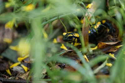 Portrait of a single fire salamander