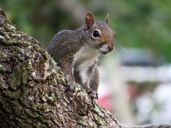 Squirrel on tree trunk