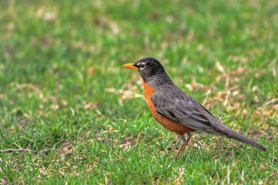 Birds on grassy field