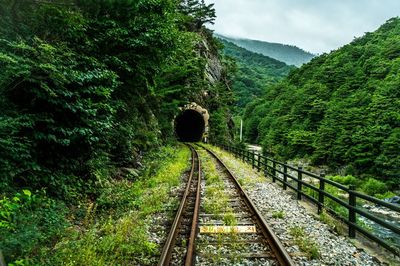 Railroad tracks in forest