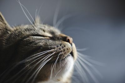 Close-up of a cat looking away