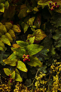 High angle view of fruits growing on plant