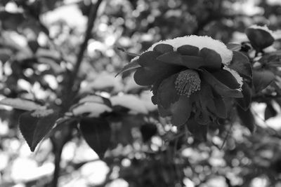 Close-up of flowers blooming outdoors