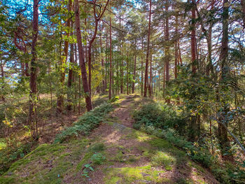 Trail amidst trees in forest