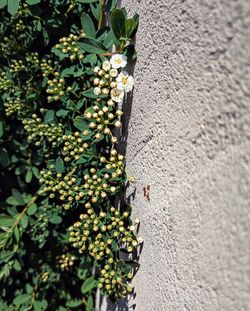 Close-up of flowering plant against wall