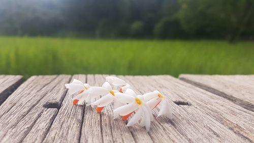 Close-up of white umbrella on wooden table