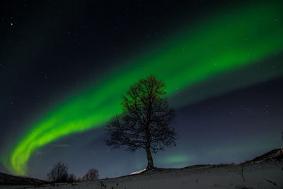 Low angle view of tree against sky at night