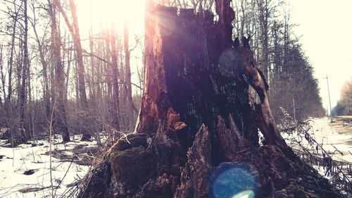 Trees in forest during winter