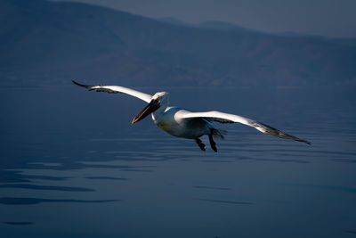 Close-up of bird flying over lake