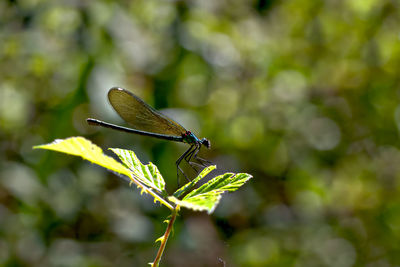 Close-up of damselfly