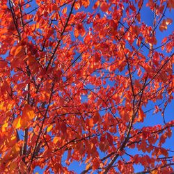 Low angle view of tree against sky