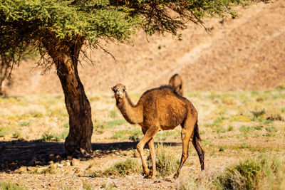 Camel standing on land against trees