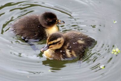 Close-up of ducklings swimming in lake