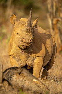 Black rhino