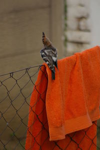 Close-up of orange bird