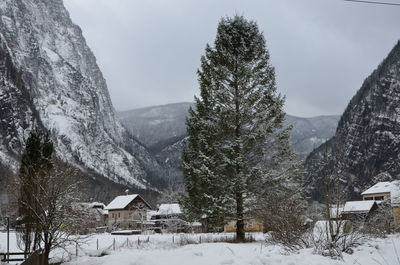 Snow covered trees and houses against sky