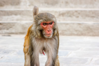 Close-up of monkey looking away
