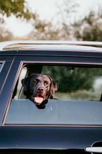 Portrait of dog in car