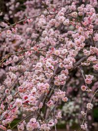 Close-up of pink cherry blossoms in spring