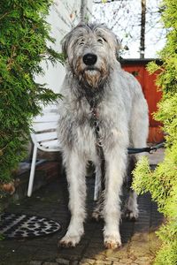 Dog against trees